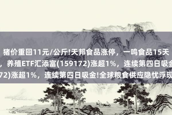 猪价重回11元/公斤!天邦食品涨停，一鸣食品15天10板，又涨6%创新高，养殖ETF汇添富(159172)涨超1%，连续第四日吸金!全球粮食供应隐忧浮现