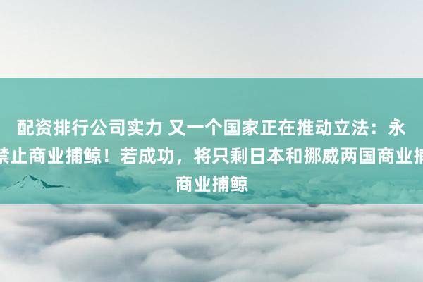 配资排行公司实力 又一个国家正在推动立法：永久禁止商业捕鲸！若成功，将只剩日本和挪威两国商业捕鲸